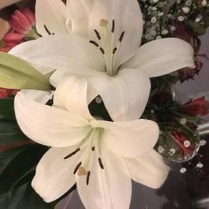 Meet your Posher, Saba